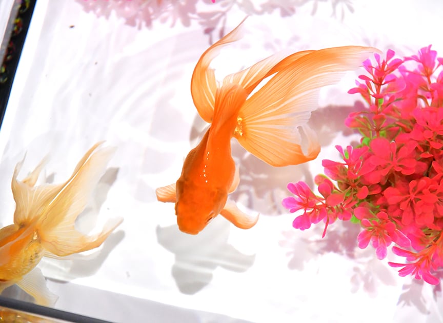 theme_aquarium_photo03