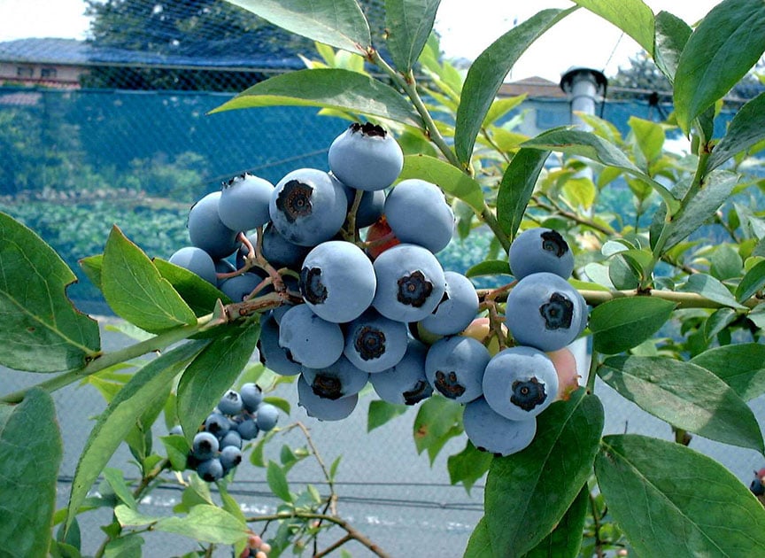 theme_blueberry_photo01