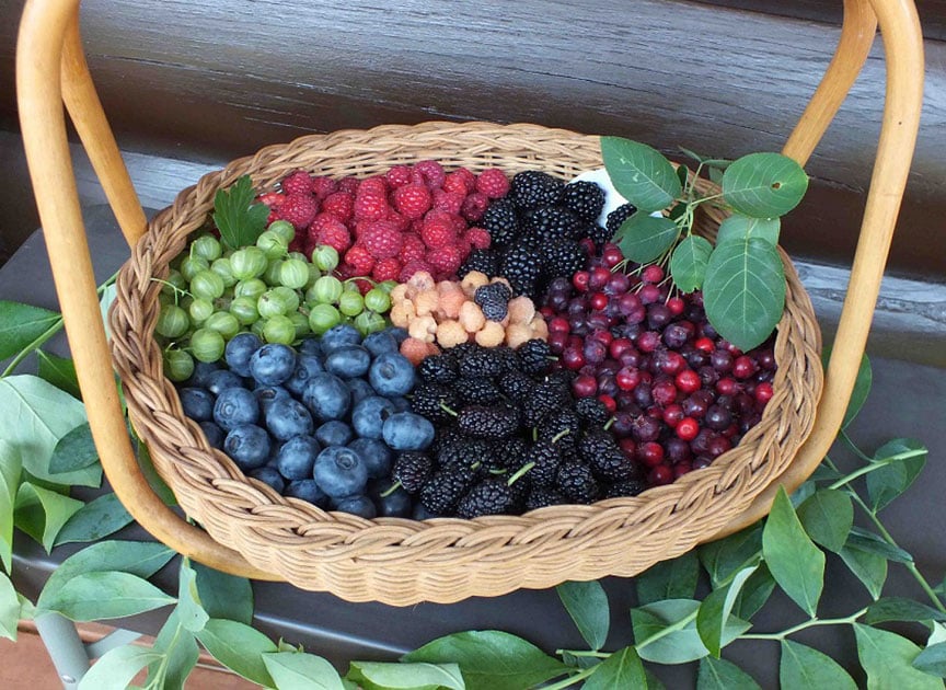 theme_blueberry_photo02