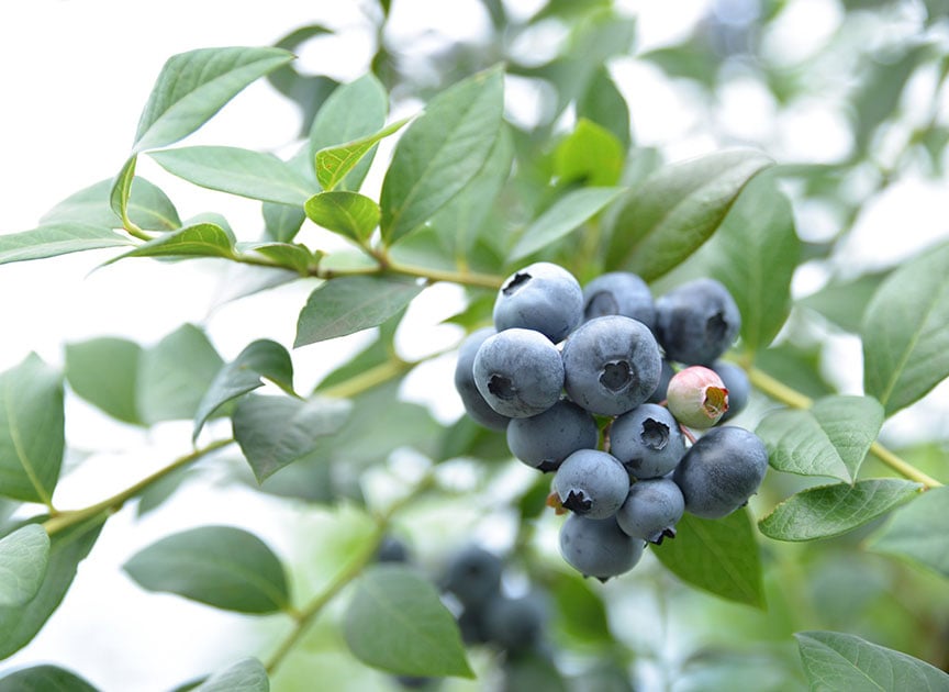 theme_blueberry_photo03