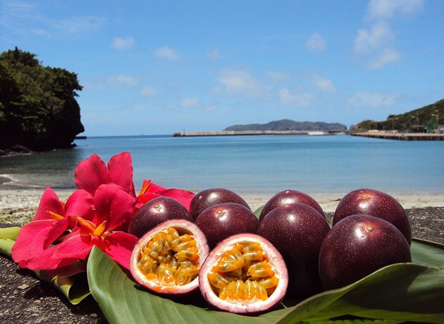 theme_passionfruit_photo01