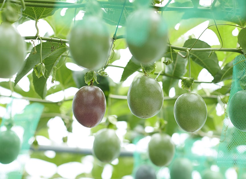 theme_passionfruit_photo03