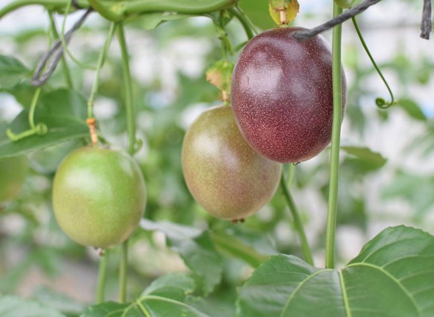theme_passionfruit_photo04