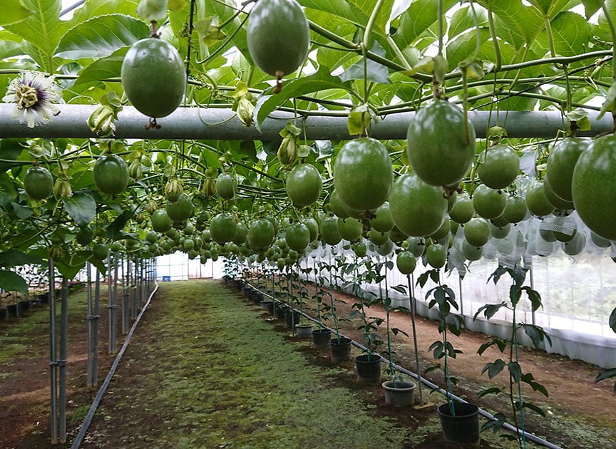 theme_passionfruit_photo05