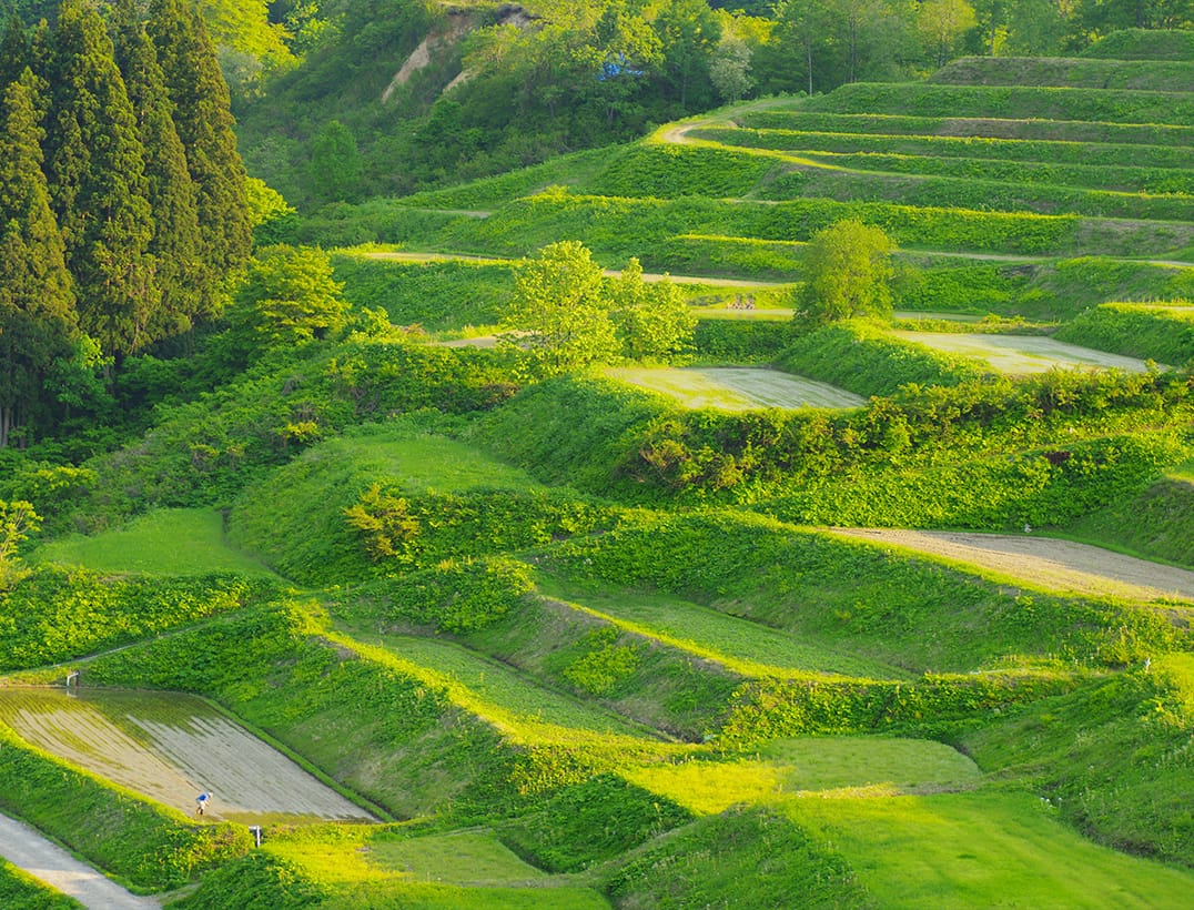 (Yamagata)Shikemura Terraced Rice Fields