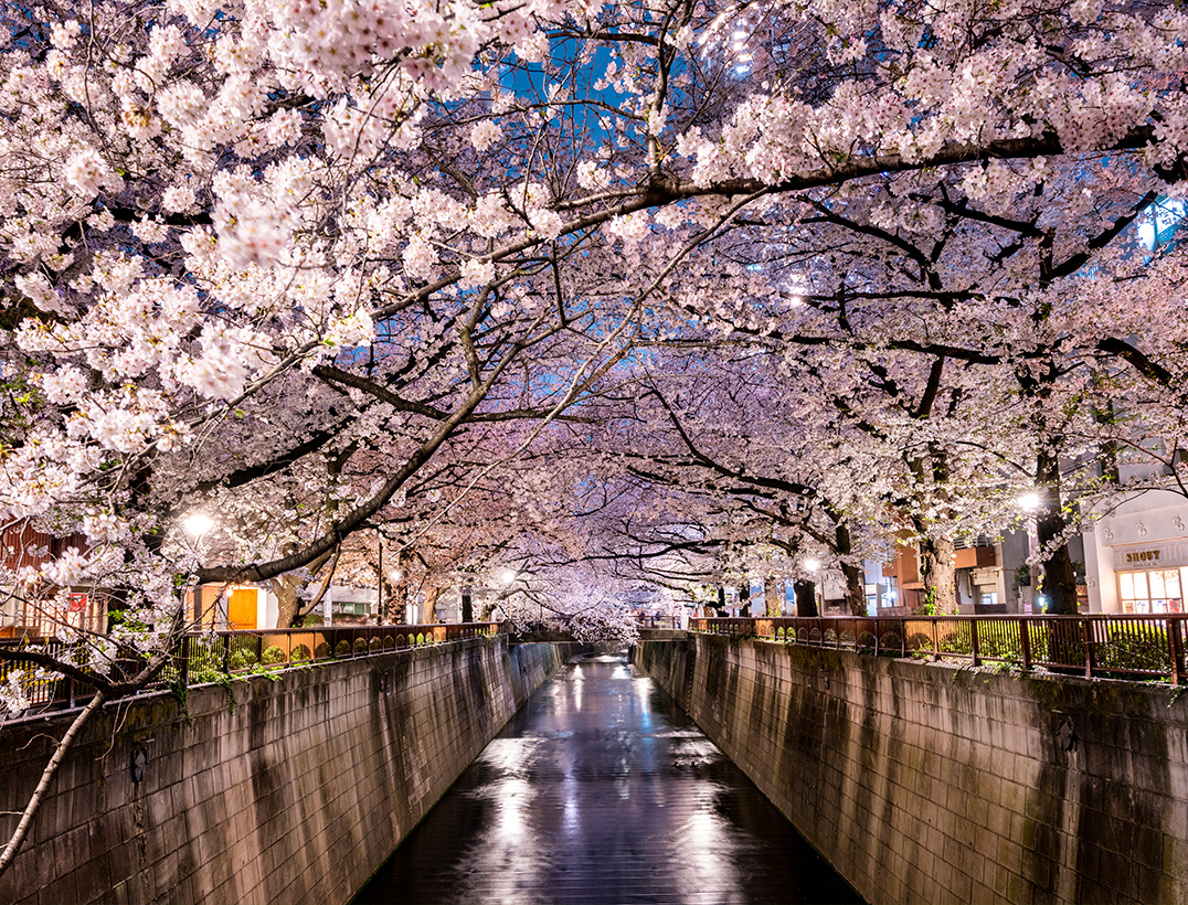 (Tokyo) Meguro River