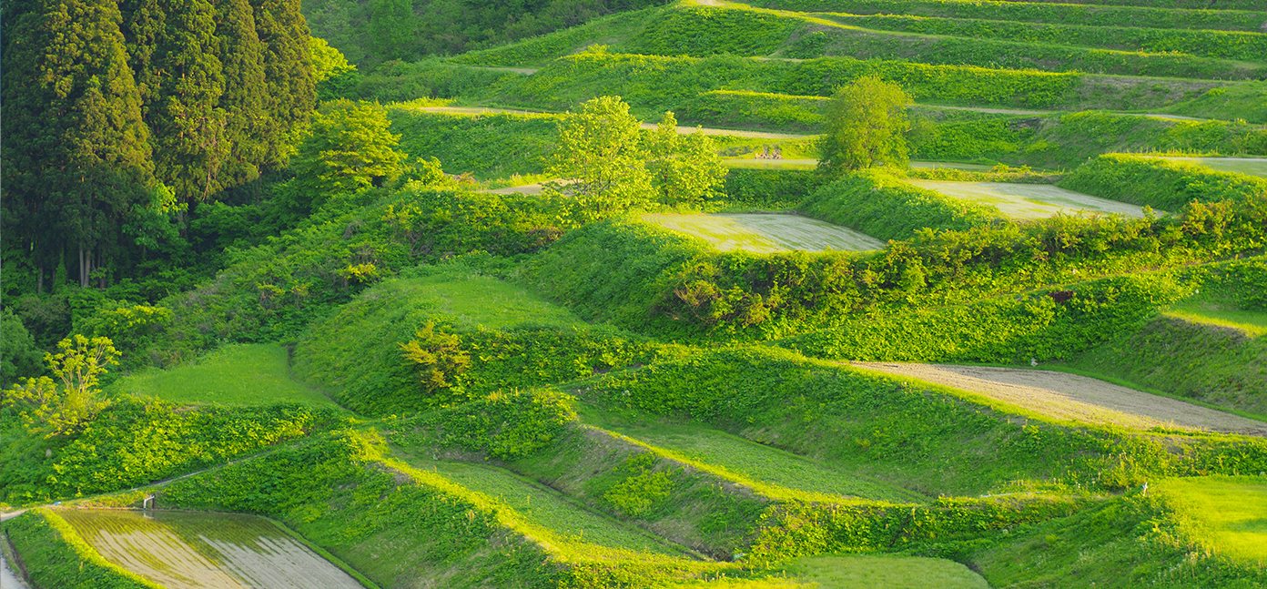 (Yamagata)Shikemura Terraced Rice Fields