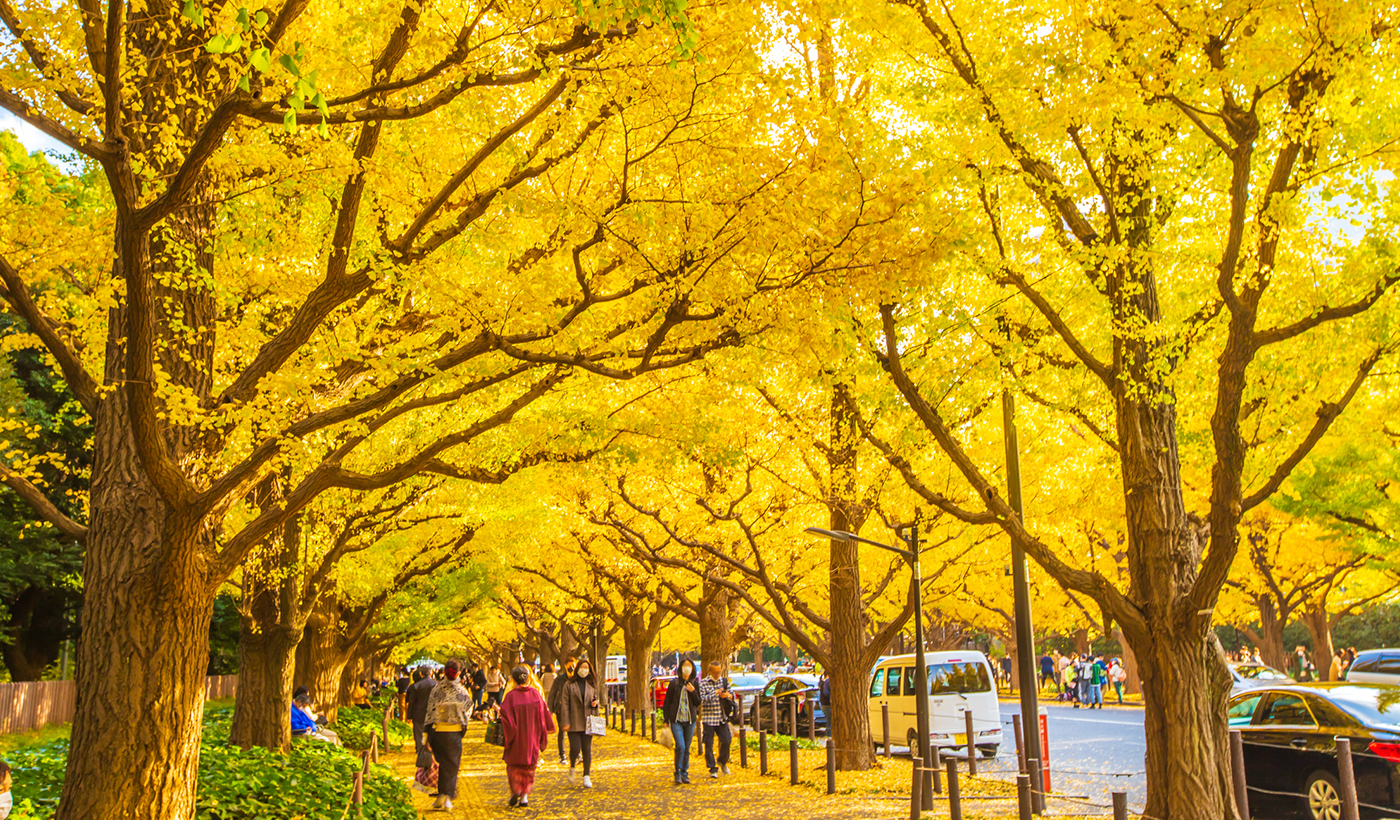 (Tokyo) The ginkgo tree-lined avenue at Meiji Jingu Gaien