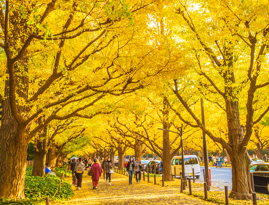 (Tokyo) The ginkgo tree-lined avenue at Meiji Jingu Gaien