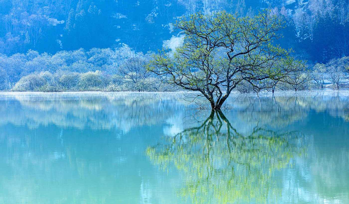 山形　白川湖の水没林