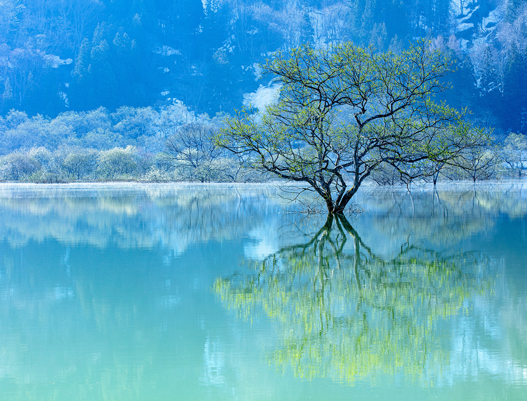 山形　白川湖の水没林